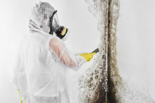 Vancleave, MS Mold Inspection, Removal & Remediation Company